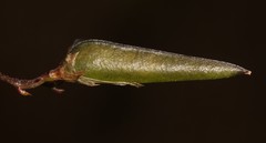 Aspalathus biflora longicarpa