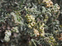 Heliotropium kotschyi