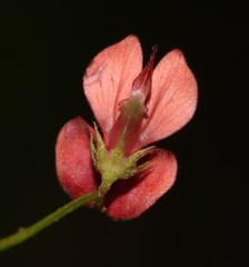 Indigofera erecta