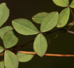 Indigofera erecta