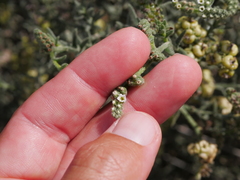 Heliotropium kotschyi