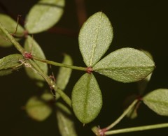Indigofera erecta