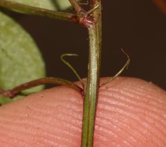 Indigofera erecta