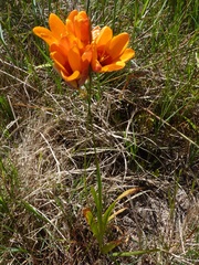 Ixia calendulacea
