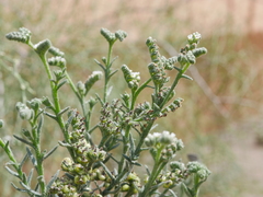 Heliotropium kotschyi