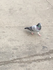 Columba livia domestica