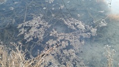 Fragilaria