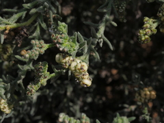 Heliotropium kotschyi