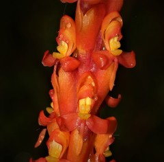Disa chrysostachya