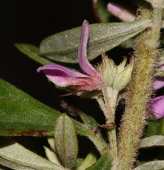 Indigofera hispida