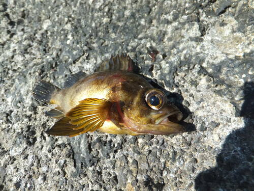 Black Rockfish
