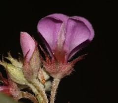 Indigofera hispida