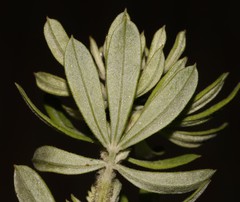 Indigofera hispida
