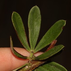 Indigofera hispida