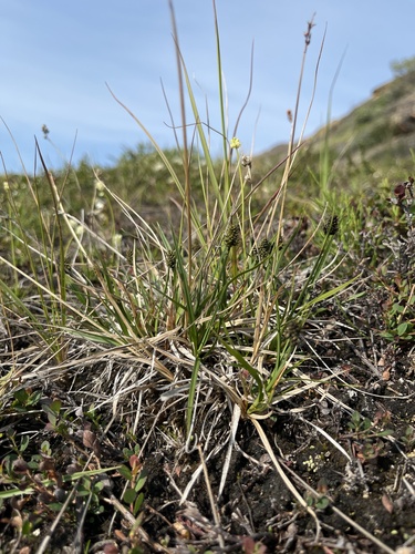 Norway sedge (Carex norvegica)