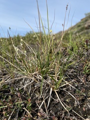 Carex norvegica, photograph (c) Ida B D Jacobsen, some rights reserved (CC BY)