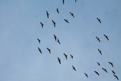 Sandhill Crane photographed in Tennessee