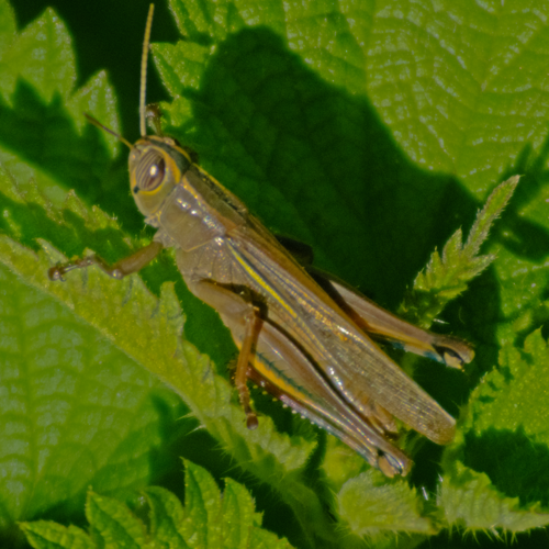 Criquet nageur