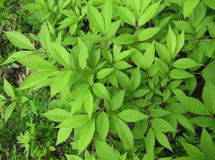 Lonicera maximowiczii