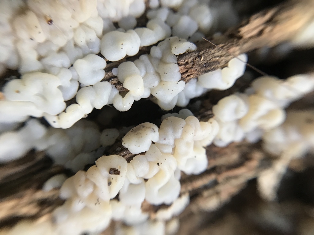 Protohydnum pululahuanum · December 2023 · photo: © tutitah (iNaturalist, cc0)