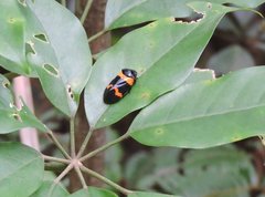 Cosmoscarta abdominalis