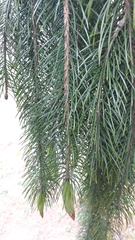 Picea smithiana
