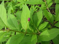 Lonicera maximowiczii