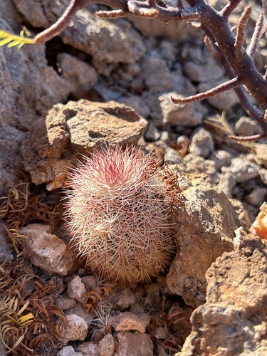 Echinocereus scopulorum