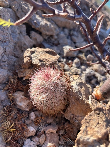 Echinocereus scopulorum