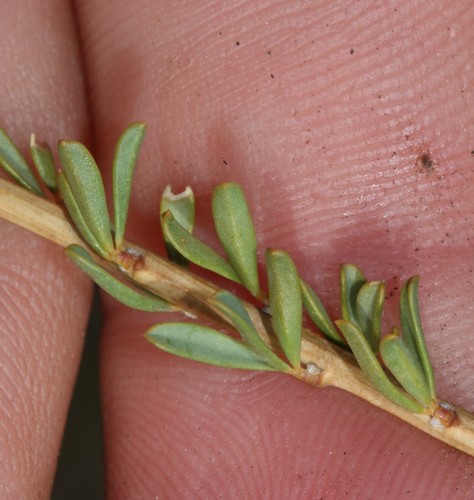 Image of Wiborgia tenuifolia by (c) Brian du Preez, some rights reserved (CC BY-SA)