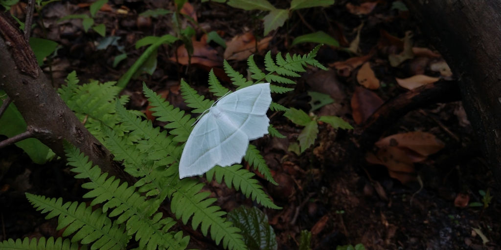 Pale Beauty from Corydon Township, PA 16701, USA on June 15, 2021 at 10