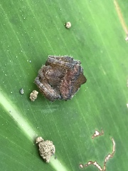 Cyrtophora exanthematica