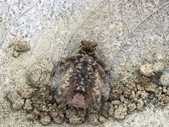 Cyrtophora exanthematica