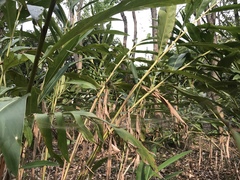 Cyrtophora exanthematica