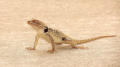 Sceloporus bimaculosus