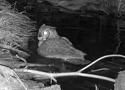 Great Horned Owl photographed in Nebraska
