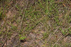 Psoralea asarina