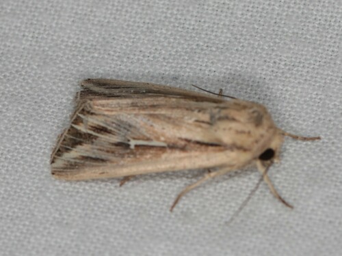 L-album Wainscot, Wageningen, Nederland, photo 10 of 10
