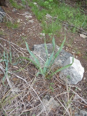 Zephyranthes drummondii