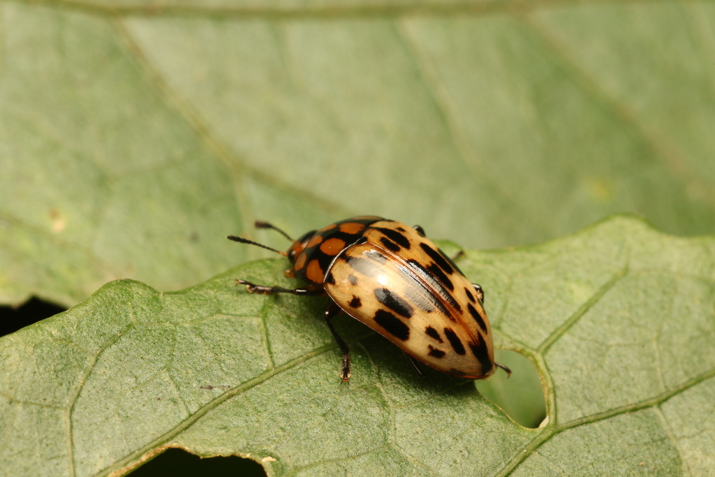 Iphiclus intersectus