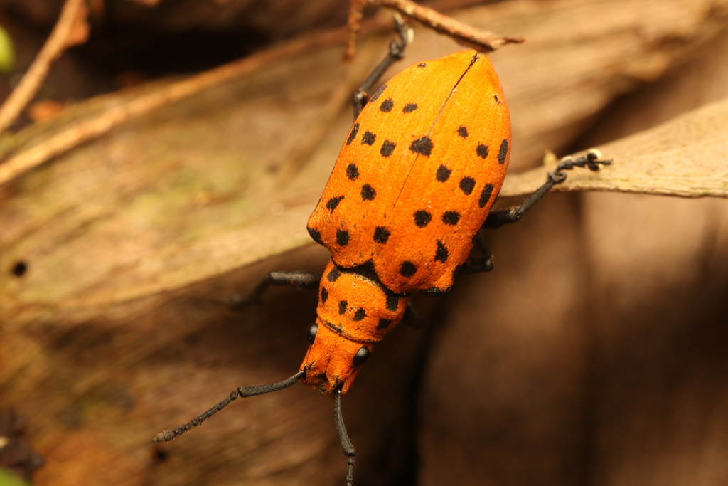 Platyomus besckei