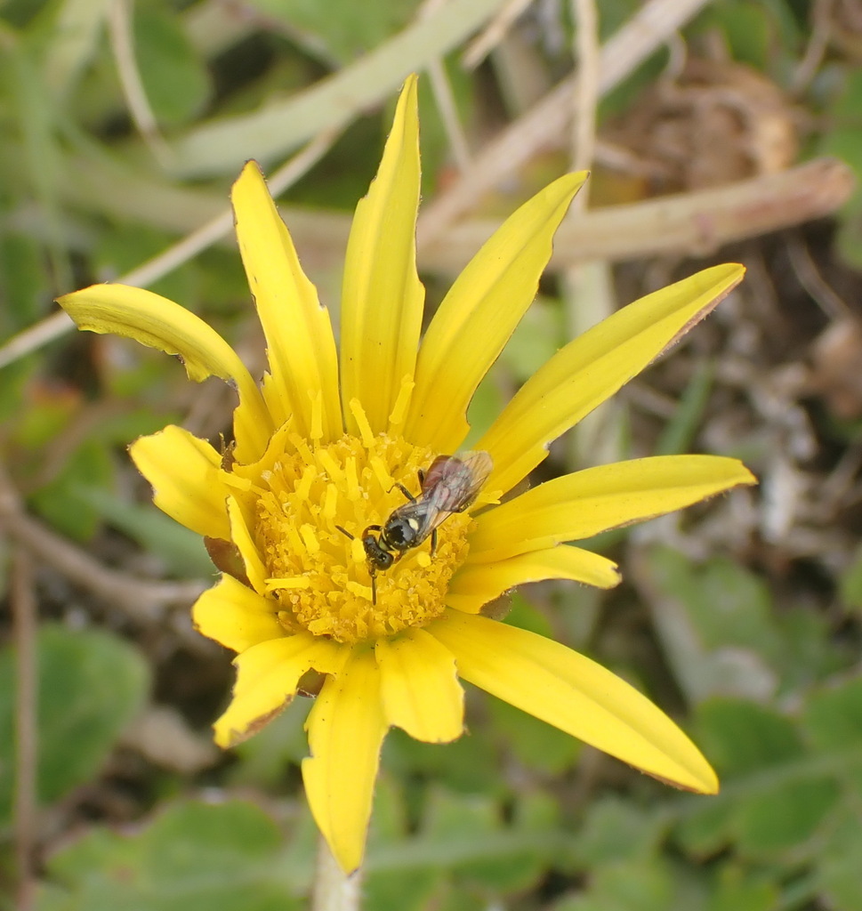 Prostrate Capeweed from Simbavati Fynbos on Sea, Garden Route District ...