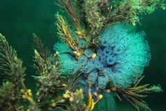 Clavelina moluccensis