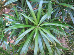 Podocarpus macrophyllus