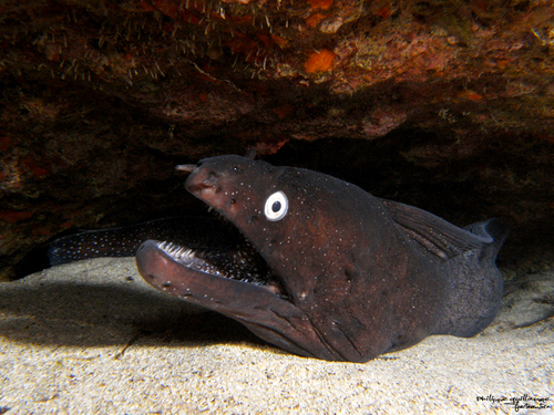 Black Moray