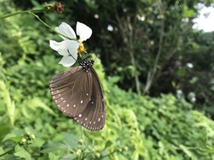 Euploea eunice hobsoni