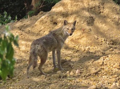 Canis aureus indicus