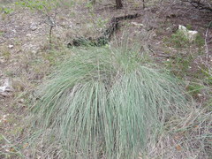 Muhlenbergia lindheimeri