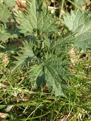Urtica dioica