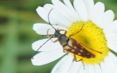 Typocerus